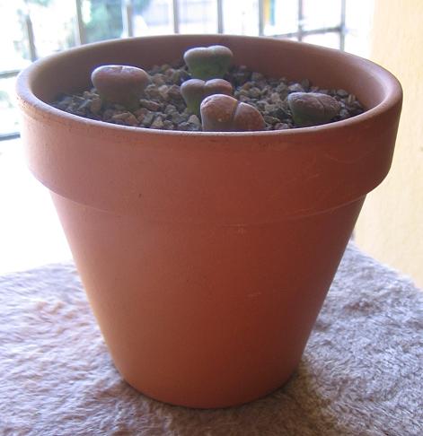 Lithops  