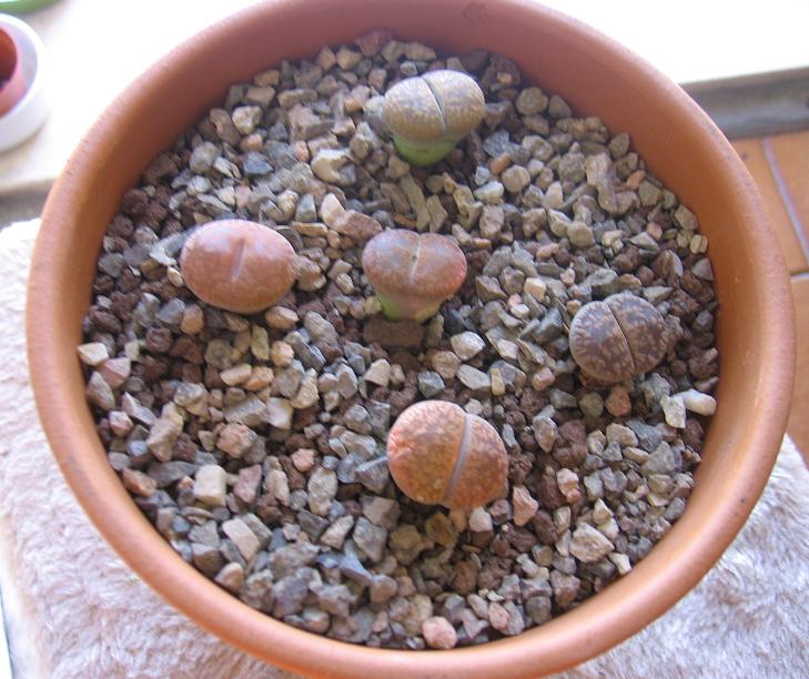 Lithops  