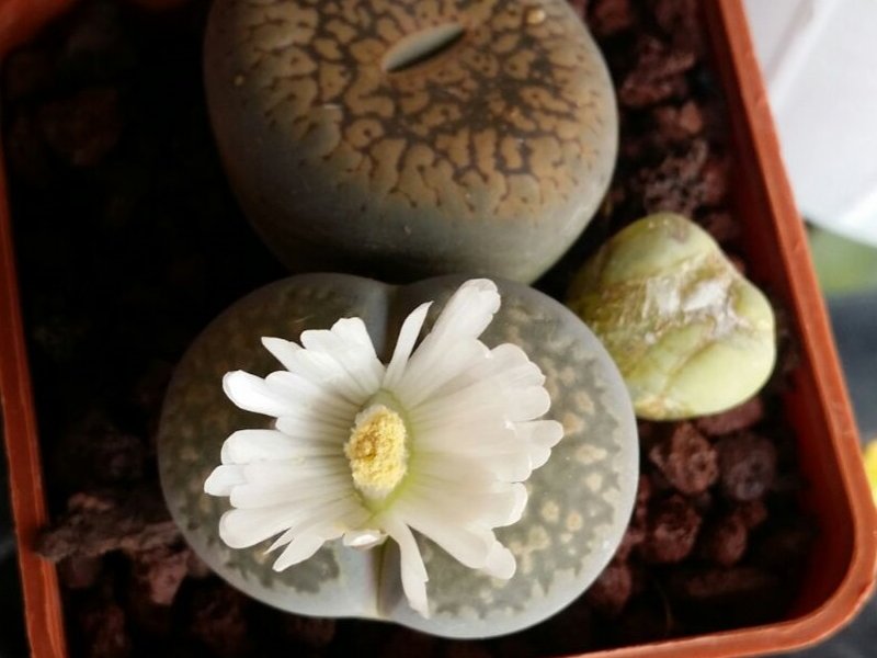 lithops  2