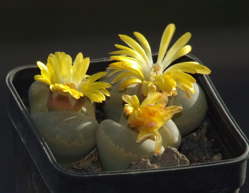 Lithops otzeniana 