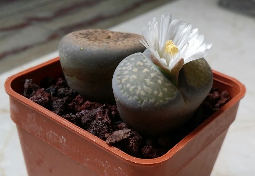 lithops  2