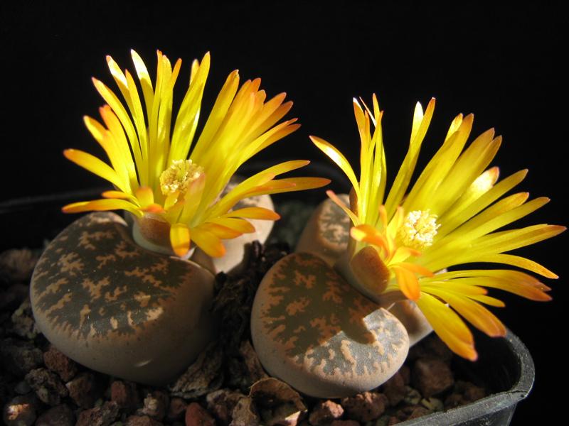 Lithops sp.  