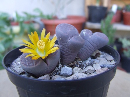Lithops ? 