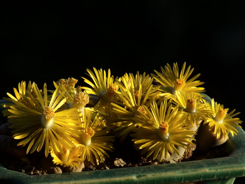 Lithops hookeri v. susannae 