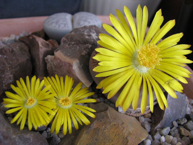 Lithops bromfieldii 