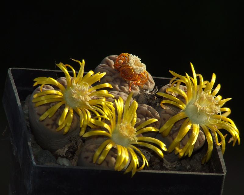 Lithops bromfieldii v. mennellii 