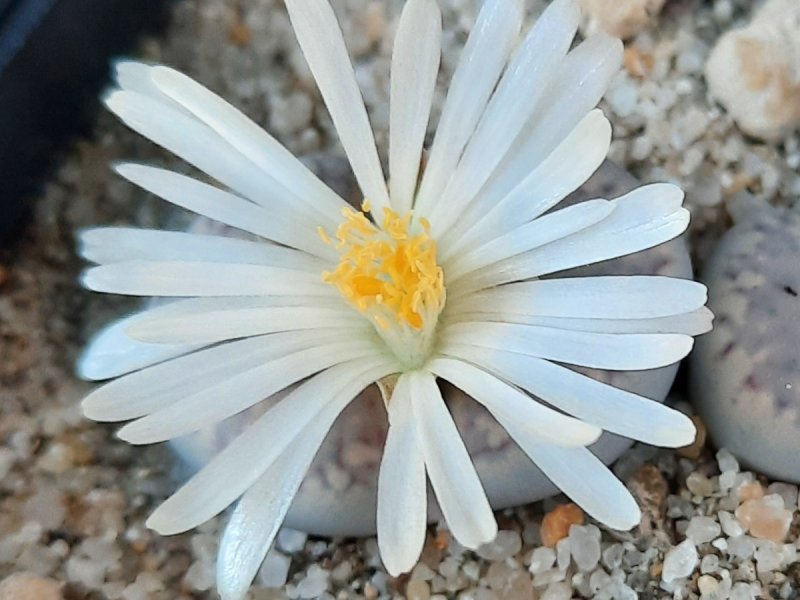 Lithops amicorum C410