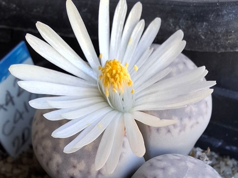 Lithops amicorum C410