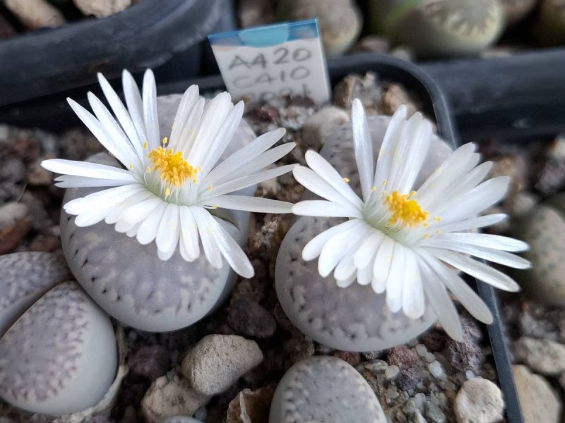 Lithops amicorum C410