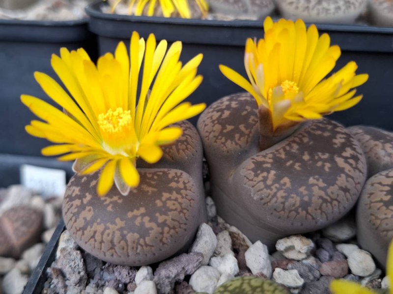 Lithops aucampiae ssp. aucampiae var. aucampiae C298