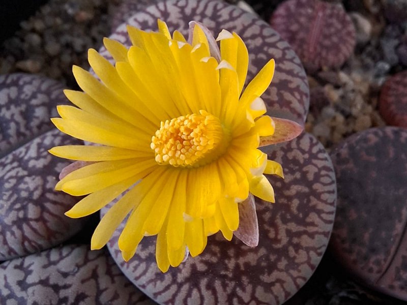 Lithops aucampiae ssp. euniceae var. fluminalis C054