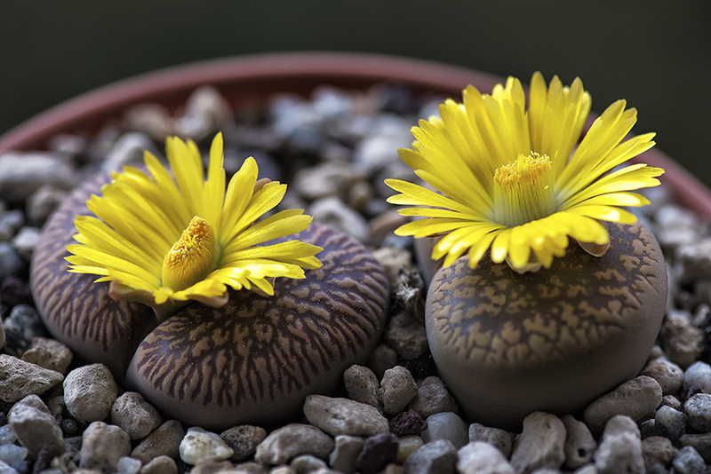 lithops aucampiae