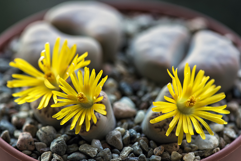 Lithops bromfieldii v. mennellii 