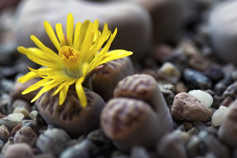 Lithops bromfieldii v. mennellii 