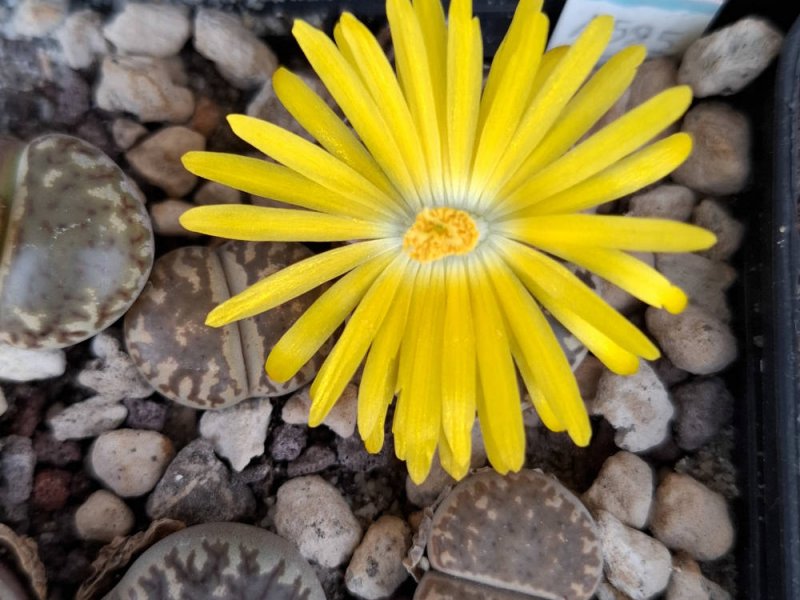 Lithops bromfieldii var. insularis "Welgewonden" (mg#1557.6) 