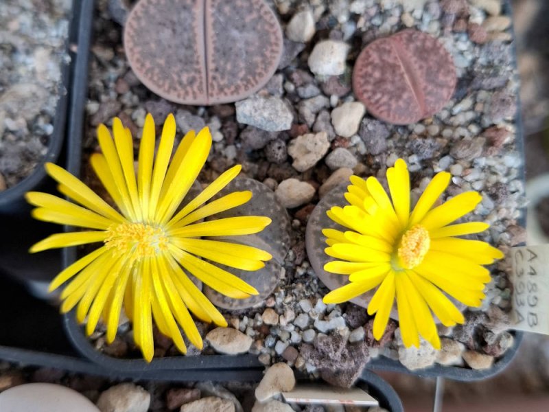 Lithops bromfieldii var. glaudinae "Rubroroseus" C393A