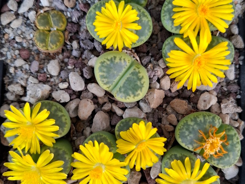 Lithops bromfieldii f. sulphurea C362
