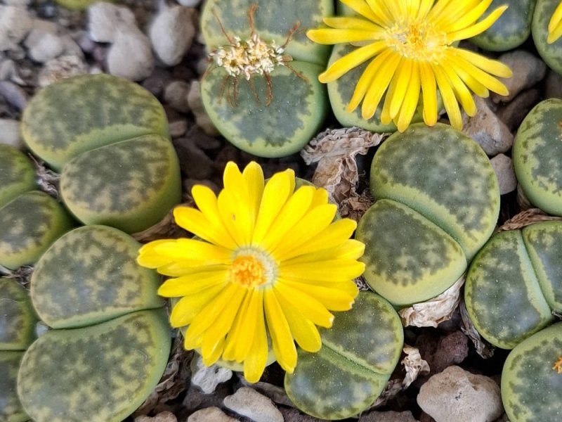 Lithops bromfieldii var. insularis "Sulphurea" C362