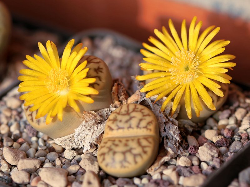 Lithops bromfieldii v. mennellii 