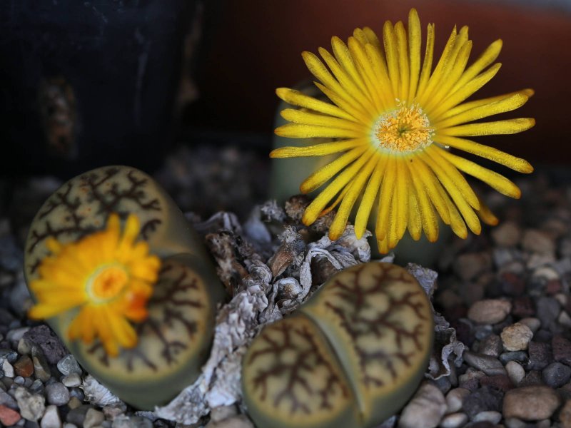 Lithops bromfieldii v. mennellii 