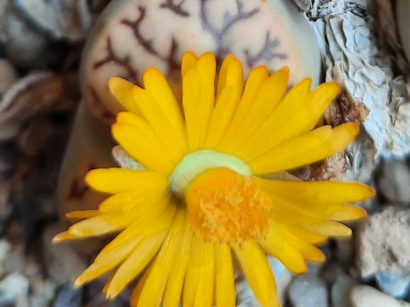 Lithops bromfieldii 