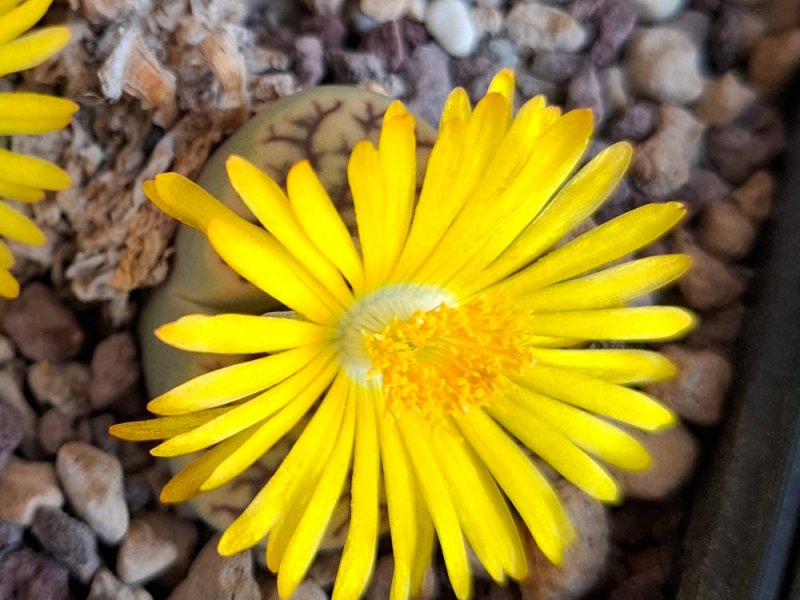 Lithops bromfieldii var. mennellii 