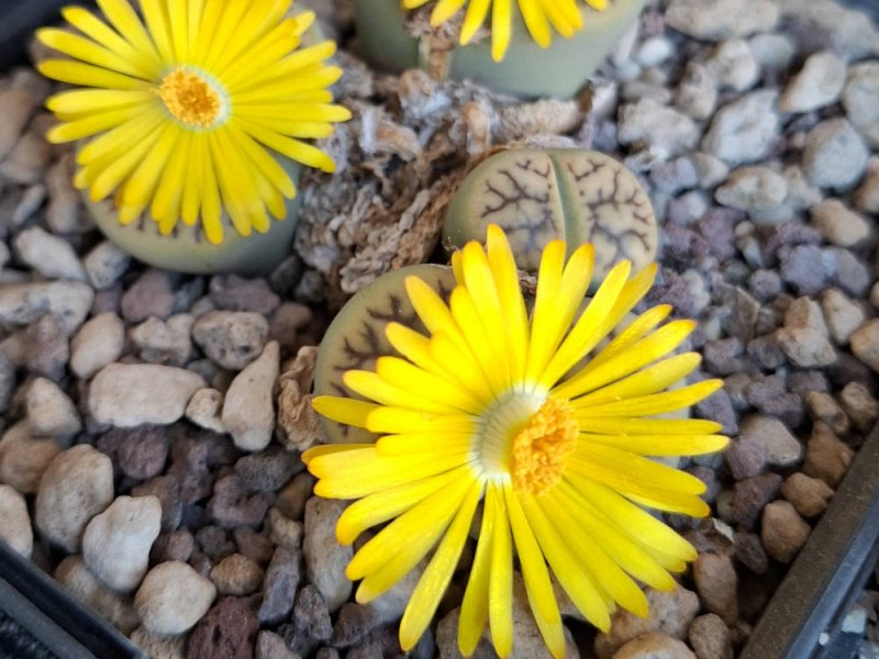Lithops bromfieldii var. mennellii 