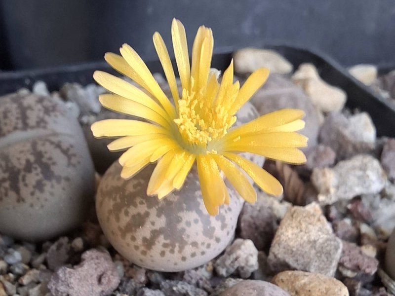Lithops coleorum C396
