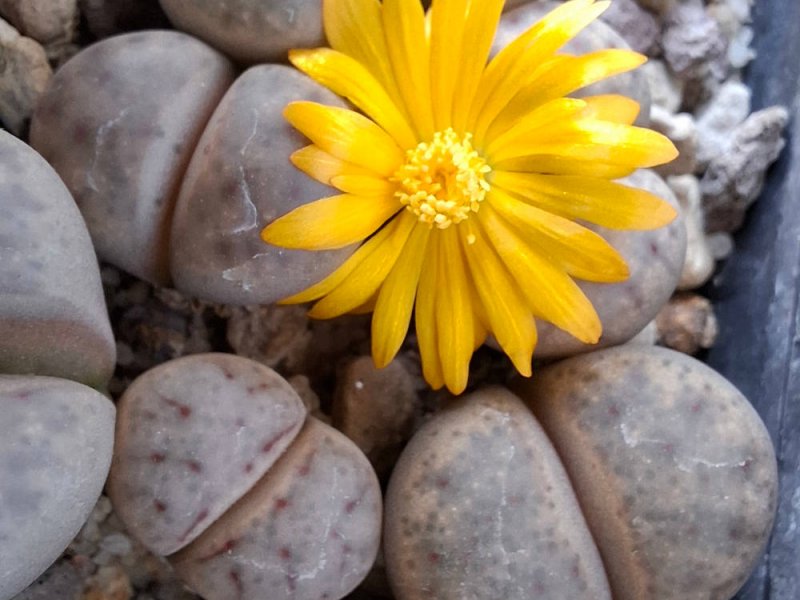 Lithops dinteri ssp. frederici C180