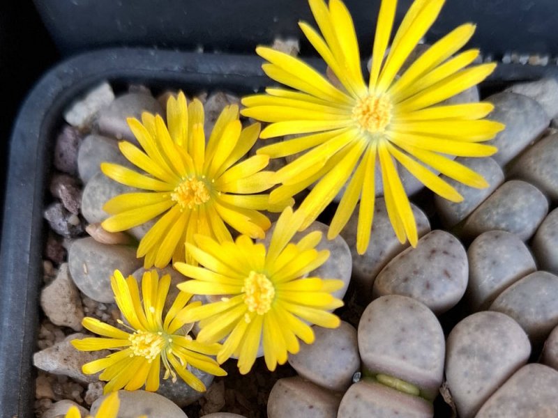 Lithops dinteri ssp. frederici C180