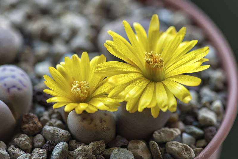 Lithops dinteri ssp. multipunctata 