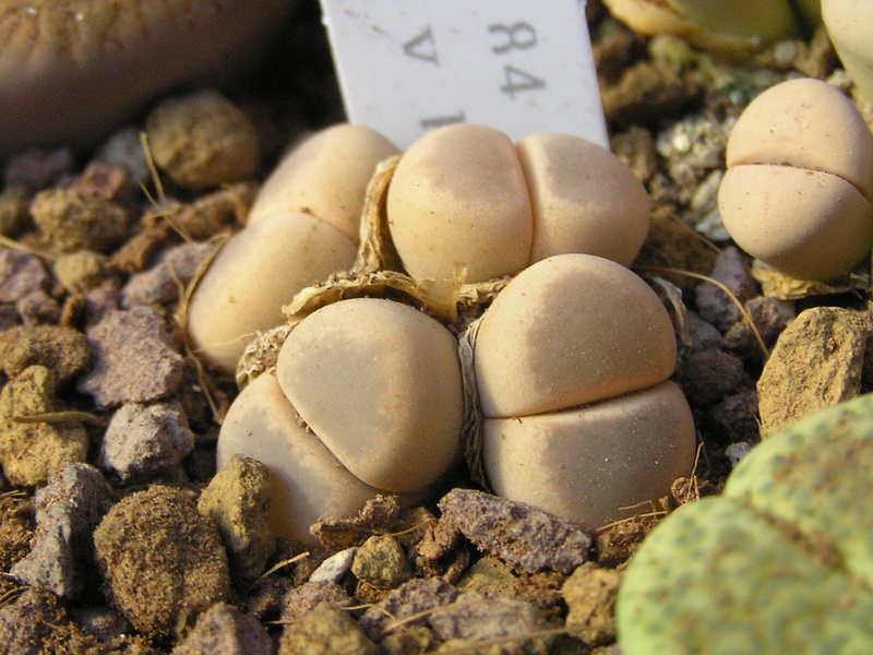 Lithops dinteri v. brevis 