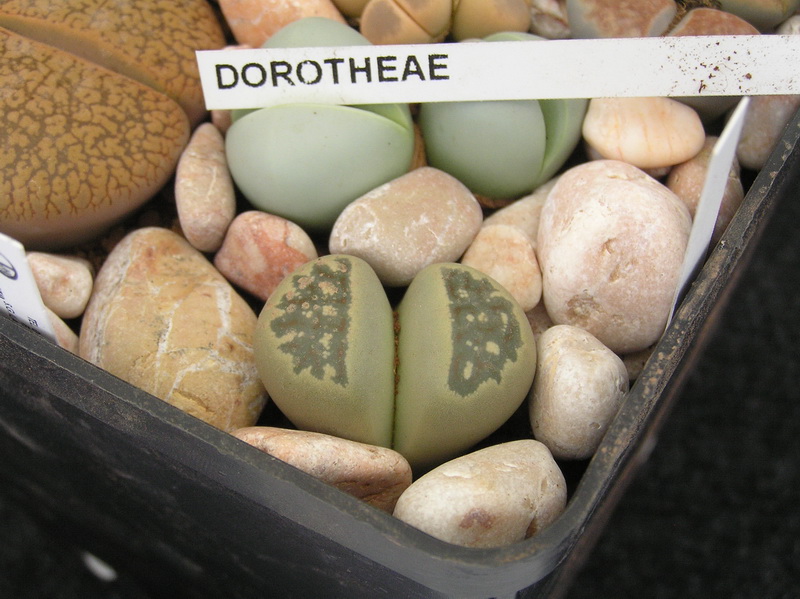 Lithops dorotheae 