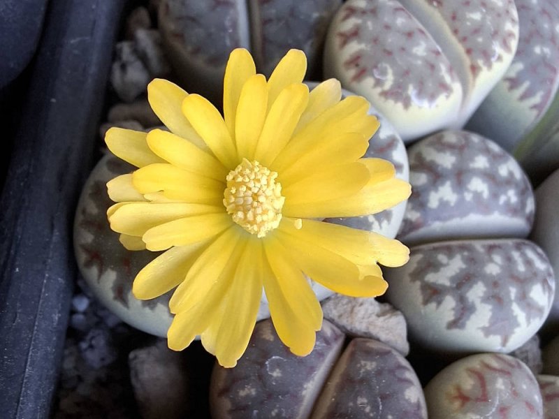 Lithops dorotheae 