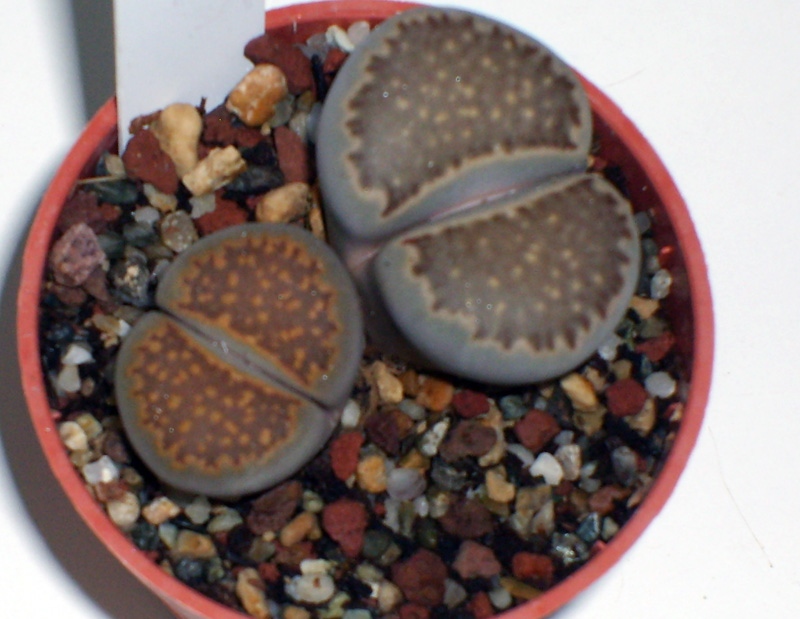 Lithops julii cv. fuscous form 