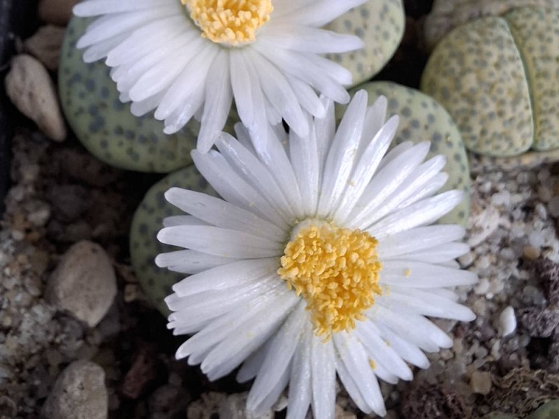 Lithops fulviceps var. fulviceps "aurea" C363