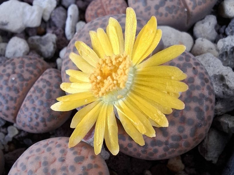 Lithops fulviceps. var. fulviceps C266