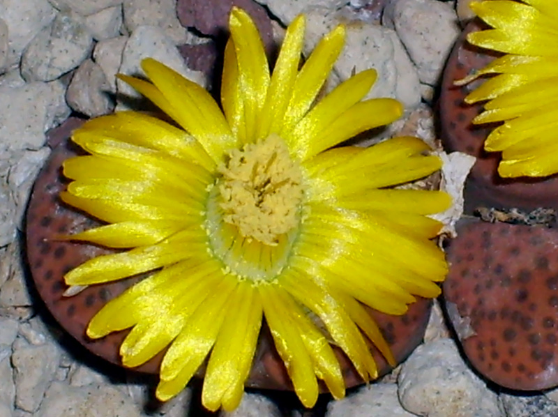 Lithops fulviceps C 266