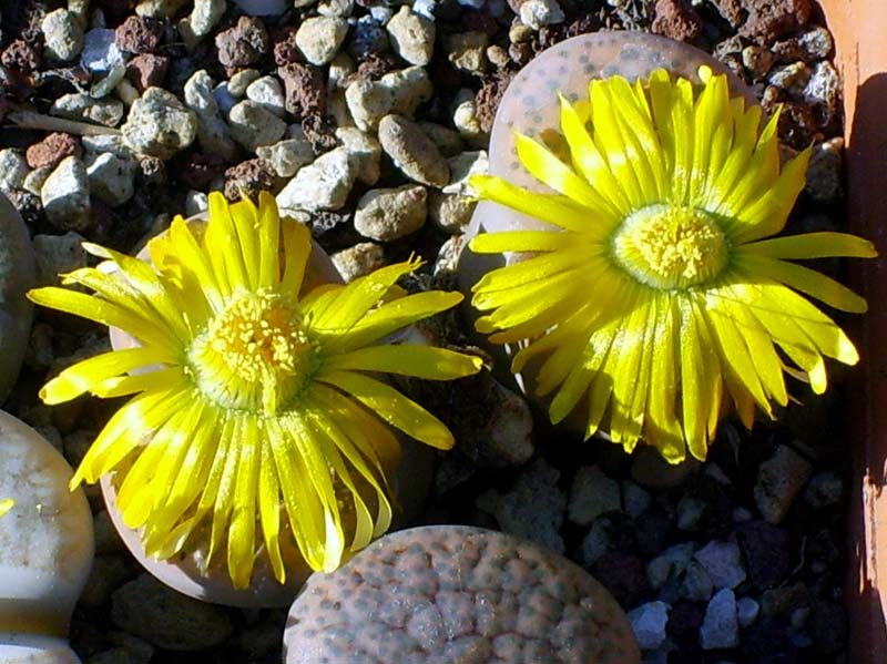 Lithops fulviceps C 266