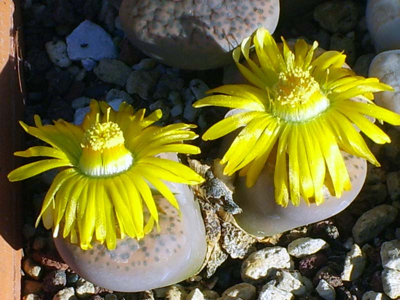 Lithops fulviceps C 266