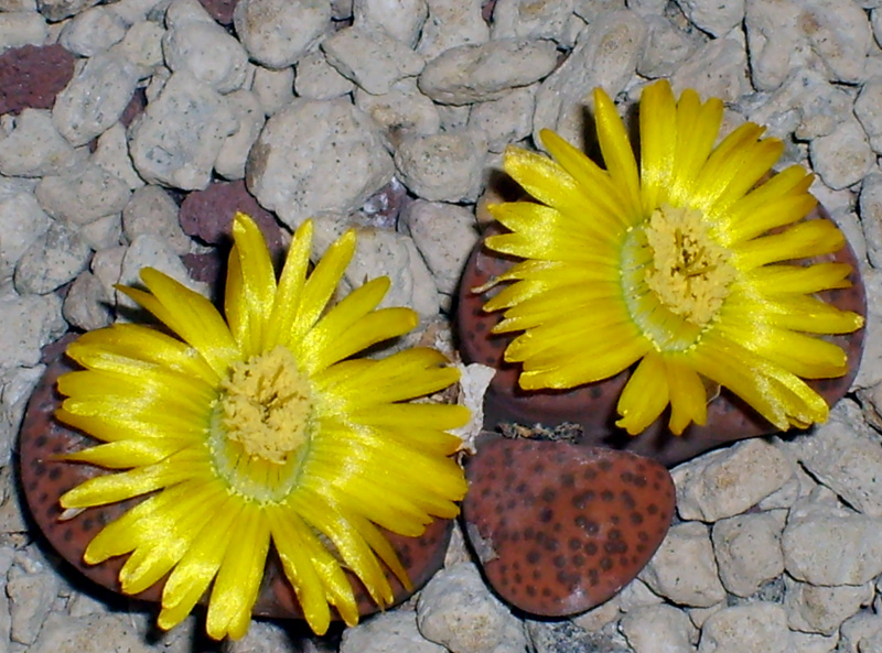 Lithops fulviceps C 266