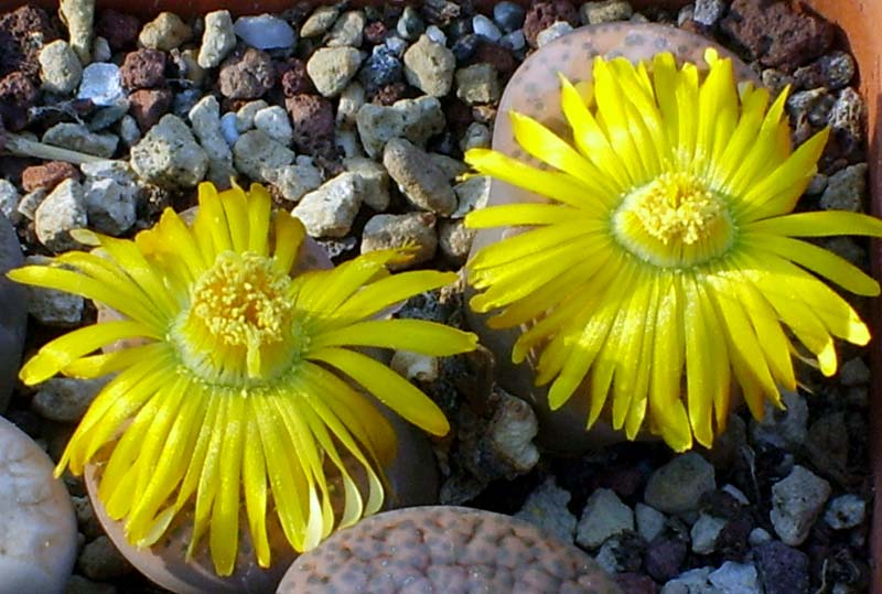 Lithops fulviceps C 266