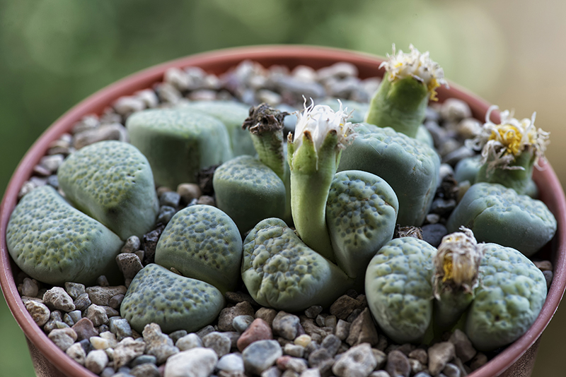 Lithops fulviceps f. aurea 