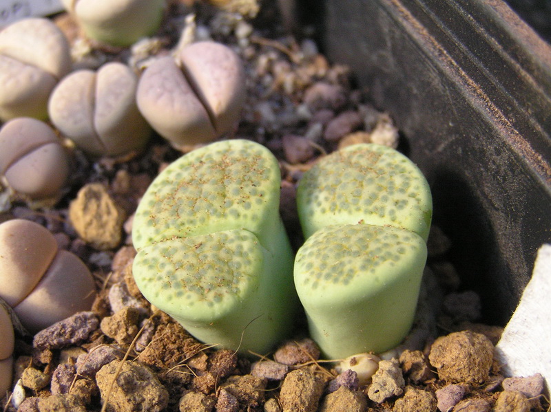 Lithops fulviceps cv. aurea 