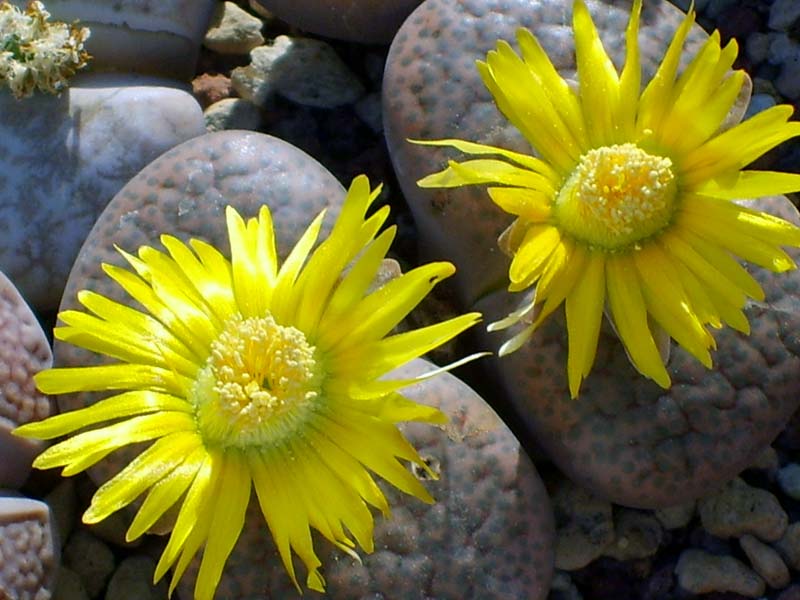 Lithops fulviceps C 170