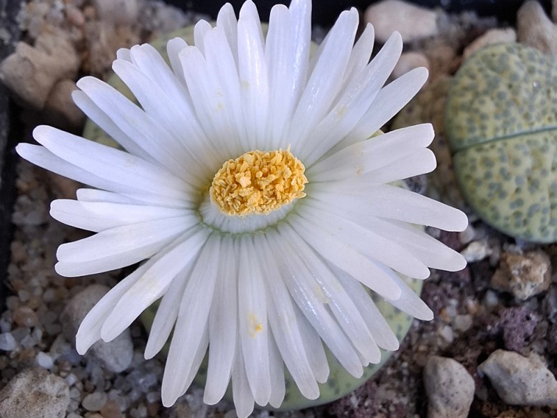 Lithops fulviceps f. aurea C363