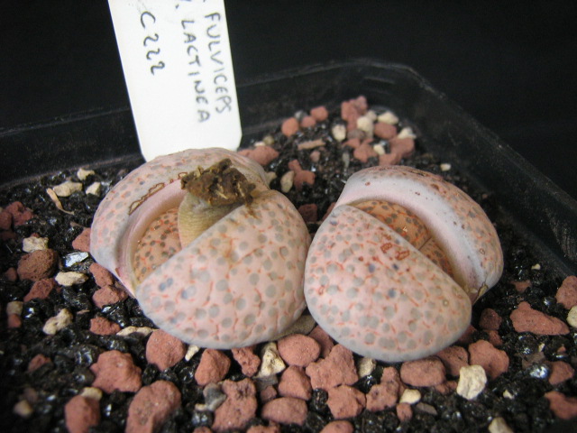 Lithops fulviceps v. lactinea C222