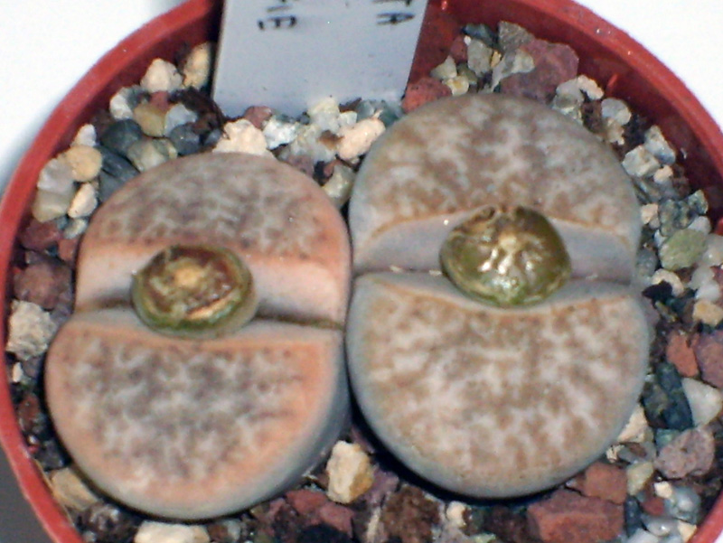 lithops gracilidelineata