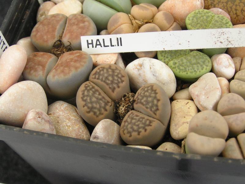 Lithops hallii 