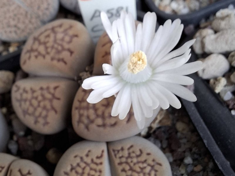 Lithops hallii var. hallii C375